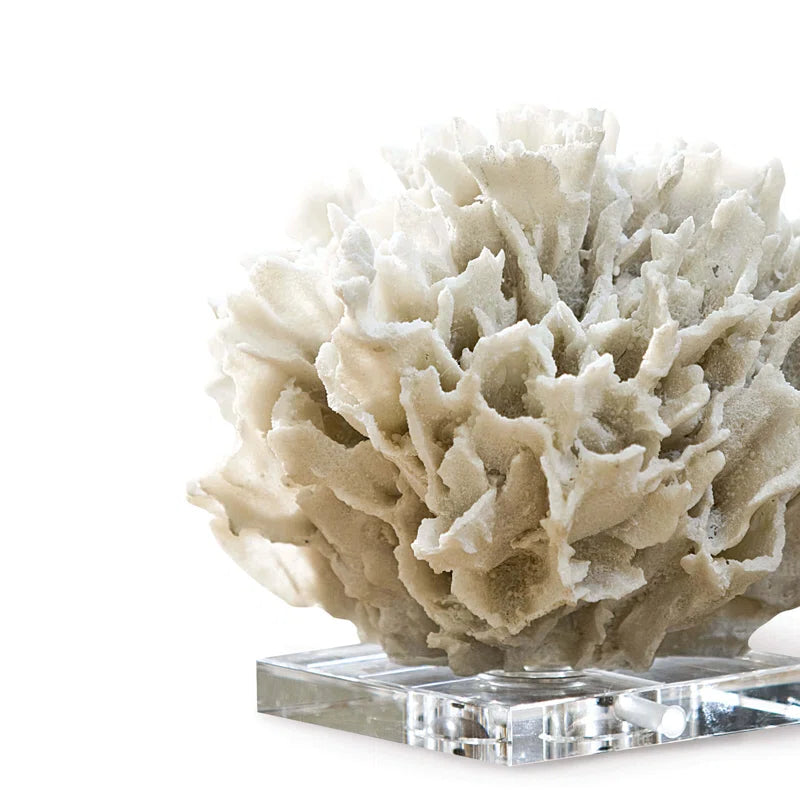 Ribbon Coral