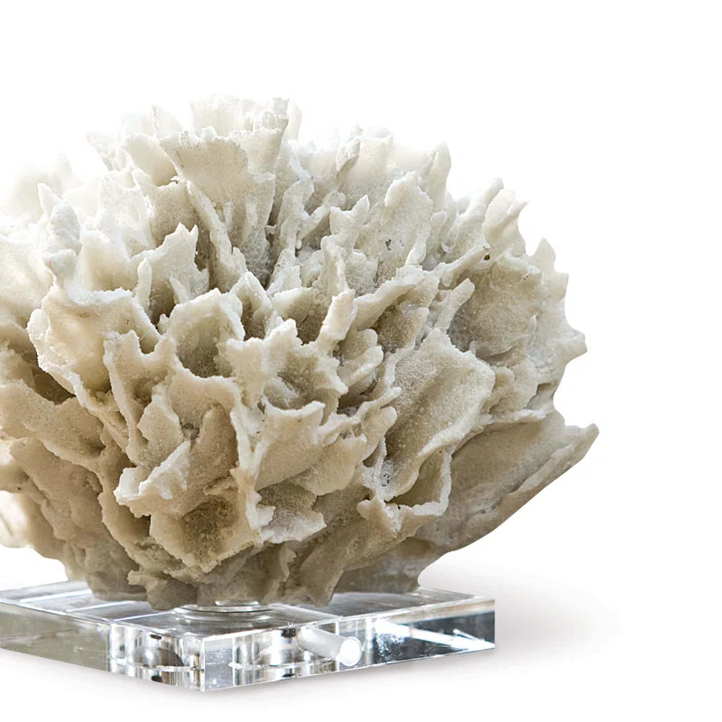 Ribbon Coral